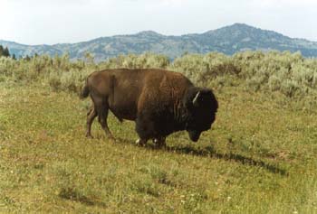 bison